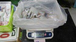 口和深にてエギング　キロオーバーです♪