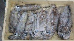 串本地磯エギングでアオリイカ～1.4kg・1.5kg7杯