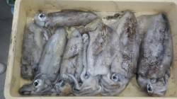 串本地磯エギングでアオリイカ～1.4kg・…