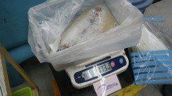 笠甫でヤエン釣り　アオリ2.58kg！