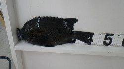 和深の地磯でイシガキダイ42cm、すさみ沖磯でイシダイ42cm