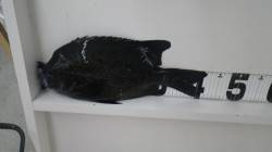 和深の地磯でイシガキダイ42cm、すさみ沖…