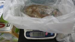 串本紀伊大島　ウキ釣りでアオリイカ2ハイ