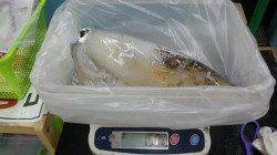 白浜地磯にてヤエン釣り　合計3バイ3800gの釣果