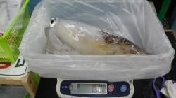 白浜地磯にてヤエン釣り　合計3バイ3800…