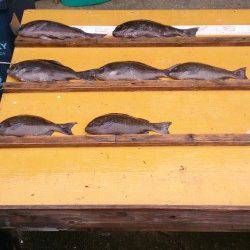 【5日】萩尾の磯でフカセ釣り　グレ好釣！