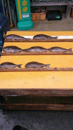 【5日】萩尾の磯でフカセ釣り　グレ好釣！