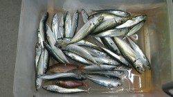 権現崎にて飛ばしサビキでアジ・サバの釣果