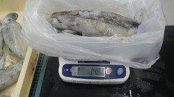 串本地磯エギングでアオリイカ～1.4kg・1.5kg7杯