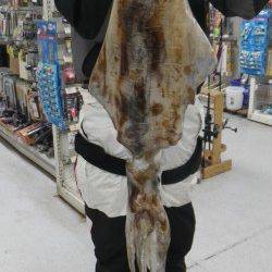 いや～でかいでかい！ 白浜町の地磯で出ました４キロのアオリイカ