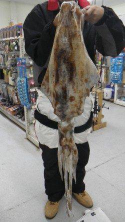 いや～でかいでかい！ 白浜町の地磯で出ました４キロのアオリイカ