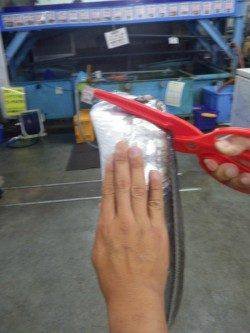 田辺市天神崎にて指６本の太刀魚！ よく引きました！