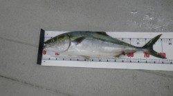 日置地磯にてメジロ82cm