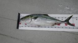 日置地磯にてメジロ82cm