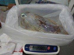 田辺市天神崎のヤエン釣りで２キロオーバーのアオリイカ