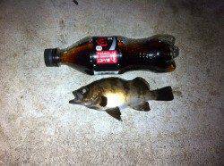 本荘人工島メバリング〜フロートリグで沖の表層を探るとサイズUP