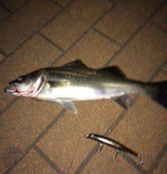 汐見埠頭ボイルするシーバスに苦戦、カラー黒にしてなんとか一匹ゲット