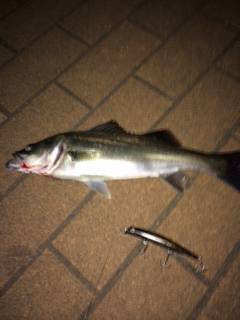 汐見埠頭ボイルするシーバスに苦戦、カラー黒にしてなんとか一匹ゲット