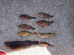 大蔵海岸投げ釣りと探り釣りで根魚狙い〜ガシラ・アイナメ