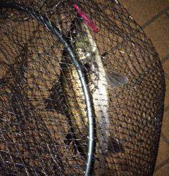 汐見埠頭シーバス〜ボイルはありましたが強風でバチはみえず