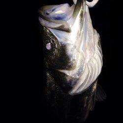 汐見埠頭バチルアーでシーバス、中層狙いで1匹