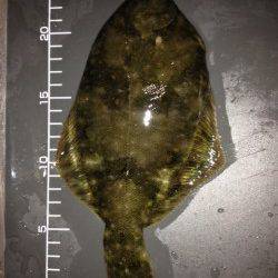 新浜漁港メバリングでガシラ&ベランダのチョイ投げでカレイ