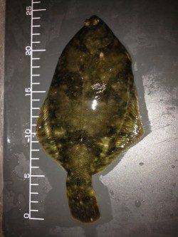 新浜漁港メバリングでガシラ&ベランダのチョイ投げでカレイ