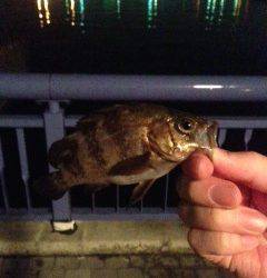 天保山アジングでアジ・メバル〜軽量JHにするとすぐにヒット