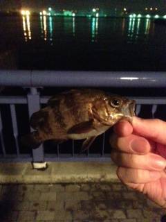 天保山アジングでアジ・メバル〜軽量JHにするとすぐにヒット