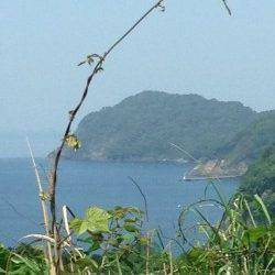 高浜周辺でガシラの釣果