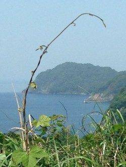 高浜周辺でガシラの釣果