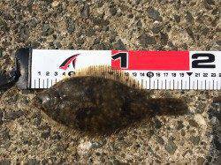 須磨で投げ釣り・落とし込み・ウキ釣り〜キス・カレイなど