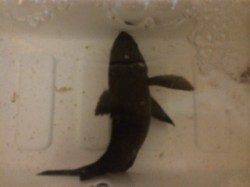 りんくう　夜のメバリングでメバル　夜釣りは上着をお持ち下さい