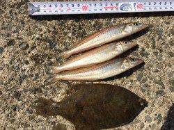 須磨　投げ釣りでカレイとキスが狙えます☆　落とし込みでガシラやコブダイも