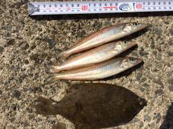 須磨　投げ釣りでカレイとキスが狙えます☆　…