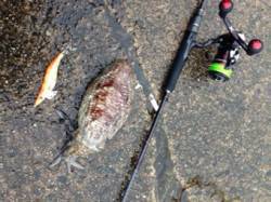 竹野港　土砂降りの雨の中でのエギング！