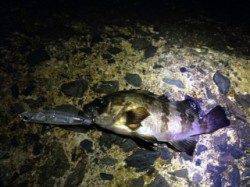 貝塚　1時間のメバリング釣行〜