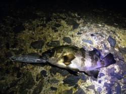 貝塚　1時間のメバリング釣行〜