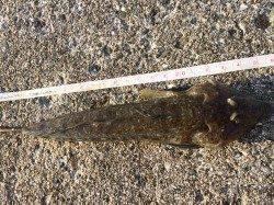 ブラクリで23-24cmのガシラ連続ヒット