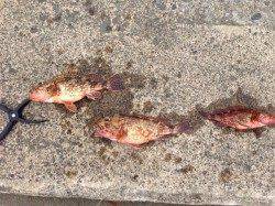 音海をランガン、エギングは釣果なくガシリングでゲット