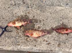 音海をランガン、エギングは釣果なくガシリン…