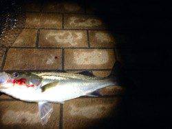 大阪南港魚つり園周辺シーバス〜バチがたくさんいました