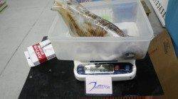 串本地磯エギングでアオリイカ2.2ｋｇ！