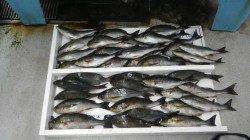 市江の沖磯・夜釣りでのっこみイサギが好調！