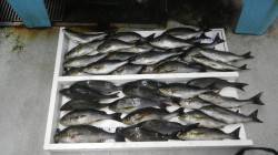 市江の沖磯・夜釣りでのっこみイサギが好調！…