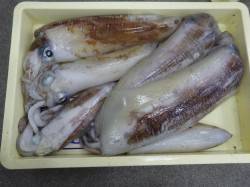 みなべ沖磯　エギング＆ヤエンでアオリイカ6…