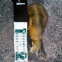 エギングで串本～中紀までランガン、釣果は秋烏賊サイズでした・・・