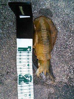 エギングで串本～中紀までランガン、釣果は秋烏賊サイズでした・・・