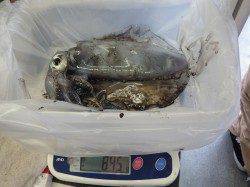 みなべ堺の沖磯にてエギングでアオリイカ