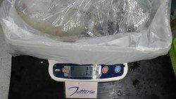 椿の地磯で1780gのアオリ、ヤエンでの釣果